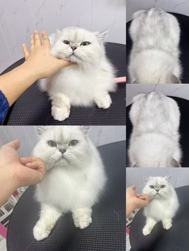 【在长春为猫主子找到第二个家】汇一宠物生活馆
