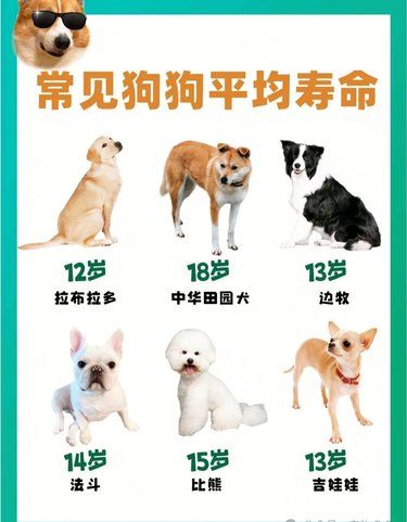 很多养狗主人不知道，常见狗狗平均寿命