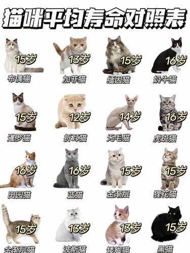 不同猫咪的寿命 养猫人真的看不了这些[流泪]