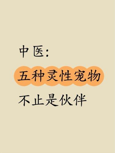 中医:五种灵性宠物，不只是伙伴~