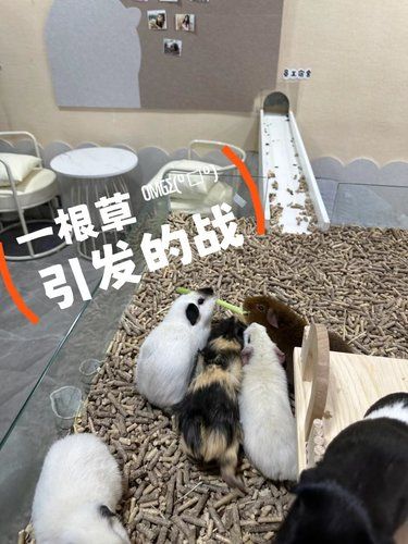 豚鼠：姨姨要抱抱！！