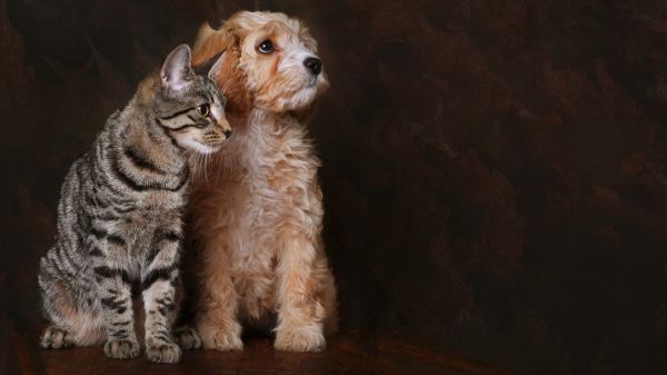 猫狗萌宠，动物桌面壁纸精选，免费电脑壁纸一键下载！