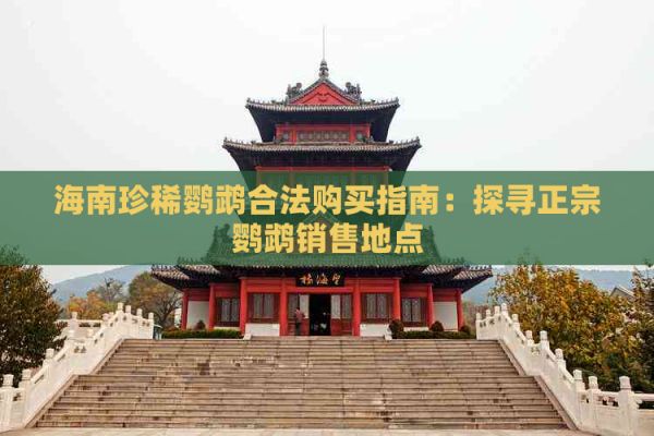 海南珍稀鹦鹉合法购买指南：探寻正宗鹦鹉销售地点