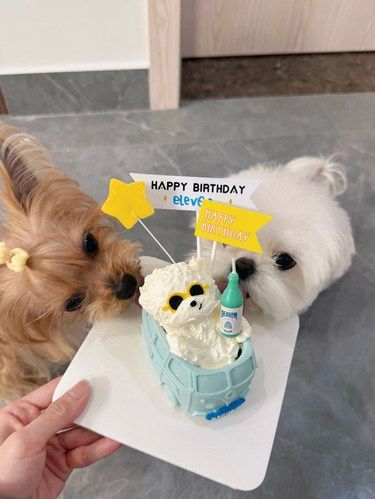 狗狗的快乐生日Time