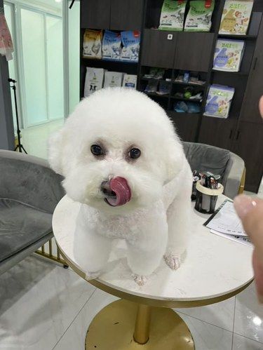 来给小狗狗洗澡咯！