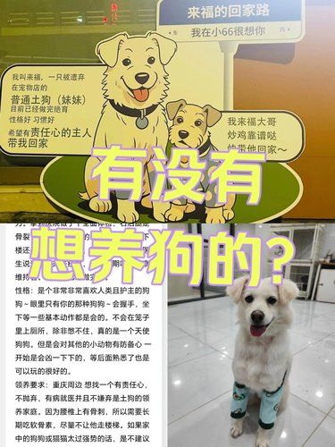 狗狗求领养—重庆周边