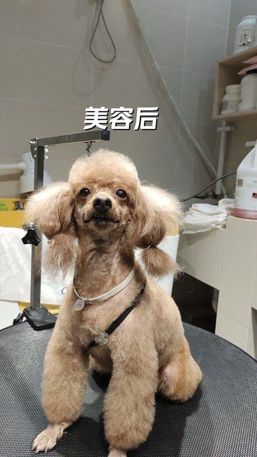 遇见宠物界晓华老师了