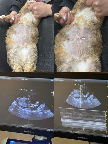 派派孕检日记