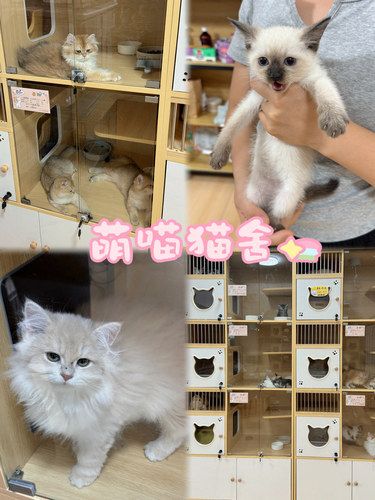 深圳喵星人不能错过宝安这家猫舍‼️