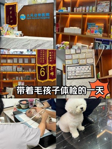 带毛孩子体验的一天