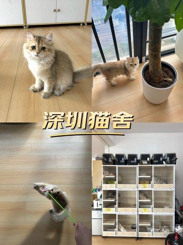 真的太治愈了～每只我都想带回家！