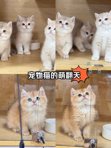 我家新成员，萌爆了！
