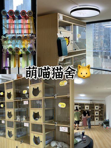 《深圳萌喵猫舍：爱猫者的温馨港湾》 