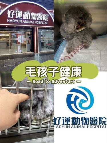 犬尿闭一定要重视！！！[快哭了][快哭了]
