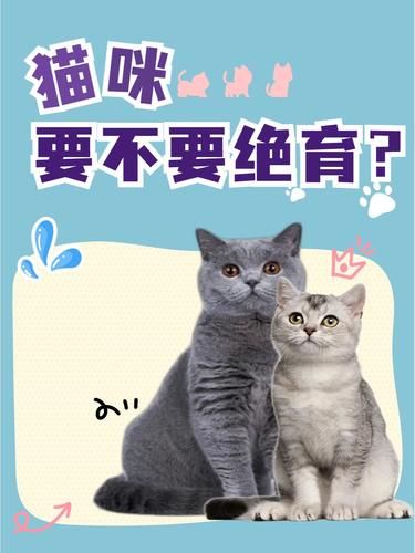 猫咪绝育，这些你必须知道❗