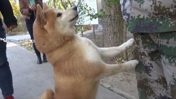 人债狗还 法院首次拍卖涉案小萌狗