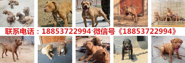 海南海口琼山宠物市场