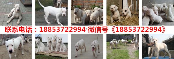 海南海口琼山宠物市场