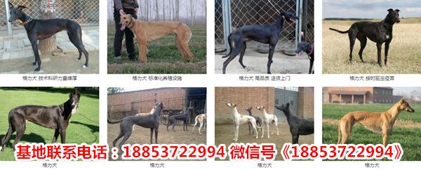 海南海口琼山宠物市场