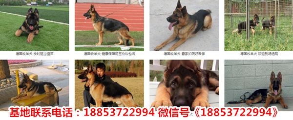 海南海口琼山宠物市场