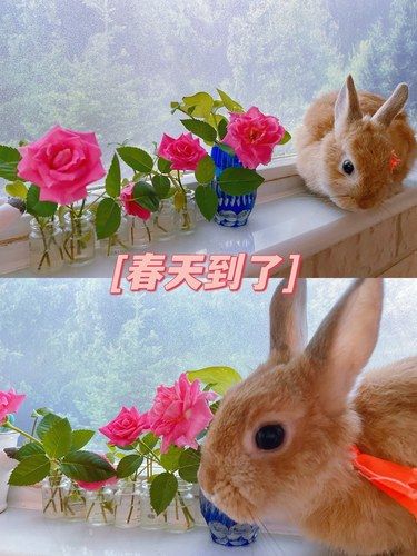 有点可爱，但不多～