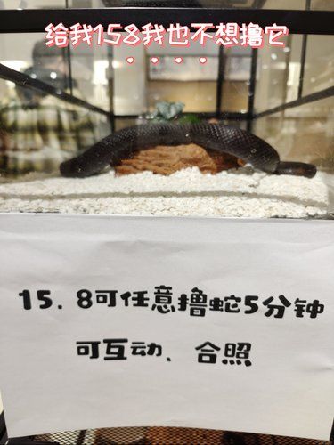 很多女生喜欢蛇