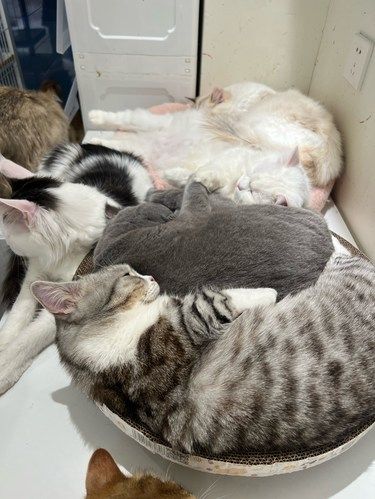 猫咪咖啡馆的治愈时光