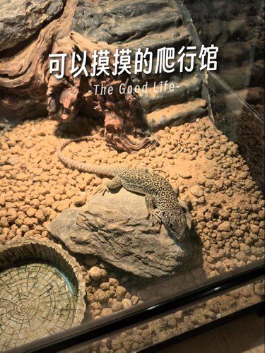 带娃去温榆河玩一天 发现一家爬行馆