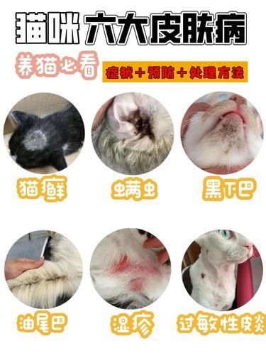 6种猫咪常见皮肤病 | 预防&处理方法|||