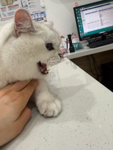 猫猫因为搬家差点尿闭了
