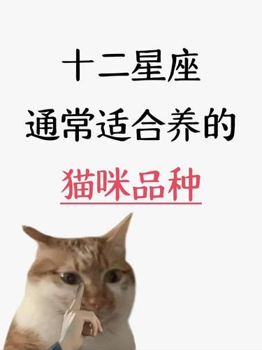 12星座♈️适合养的猫咪来啦