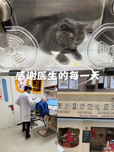 带猫猫洁牙的一天