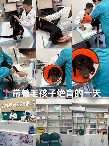 人和宠物医院选哪家？