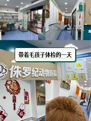 带着毛孩子体检的一天