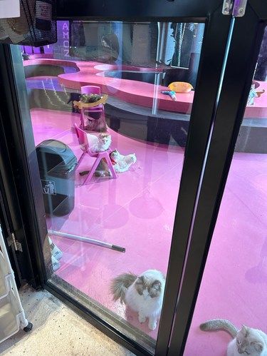 猫星人的小决斗