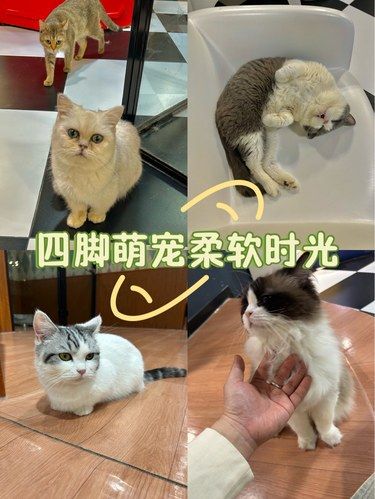 治愈系撸猫天堂｜温暖城市的毛孩子驿站