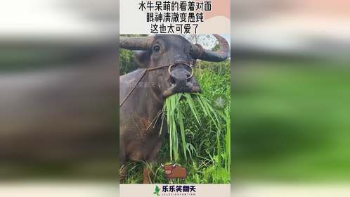 水牛呆萌的看着对面，眼神清澈变愚钝，这也太可爱了！