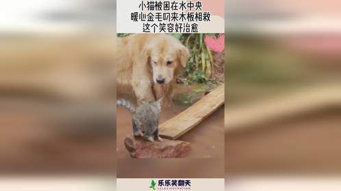 小猫被困在水中央，暖心金毛叼来木板相救，这个笑容好治愈！