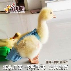 笋光馨 柯尔鸭尿不湿宠物鸭粪兜小鸭子用品尿片科尔鸭衣服纸尿裤尿布尿垫