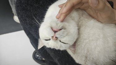 在猫身上见到了鬼迷日眼