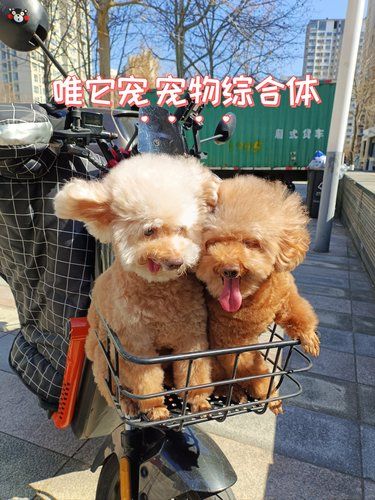 家人、宠物一起去溜圈