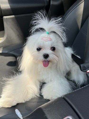 青岛这里给狗狗洗澡真的太满意了！！！