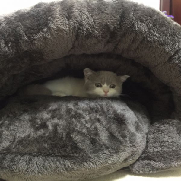 猫窝封闭式小型犬狗窝冬季冬天加厚保暖四季通用猫咪窝垫宠物用品高清大图