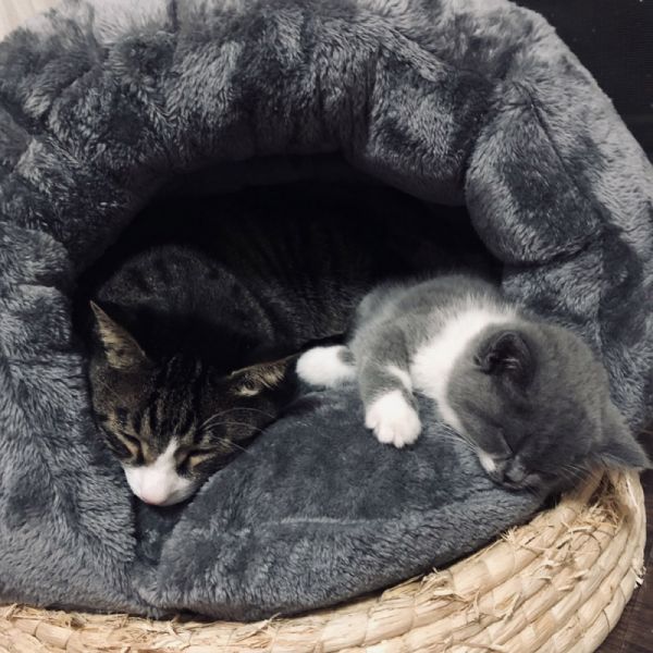 猫窝封闭式小型犬狗窝冬季冬天加厚保暖四季通用猫咪窝垫宠物用品高清大图