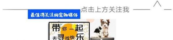 狗狗发现哥哥被宠主抓了，立马跑过来哥哥别怕，我来救你