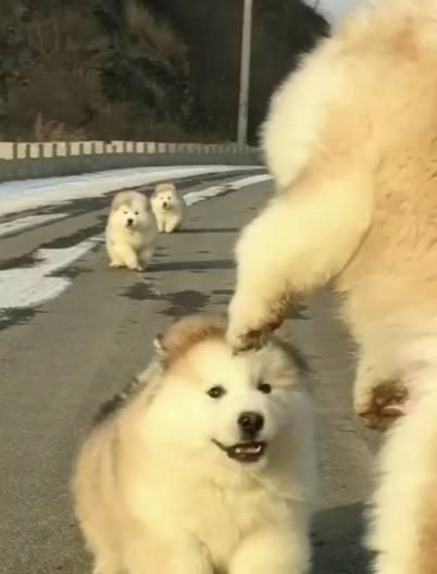 狗狗发现哥哥被宠主抓了，立马跑过来哥哥别怕，我来救你