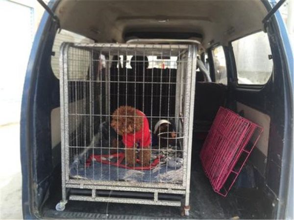 苍南宠物托运价格如何办理宠物托运