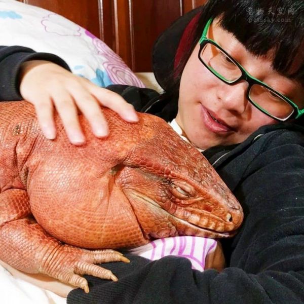 如果厌倦了狗狗和猫咪的照片，可以来看看这只巨蜥（15张）