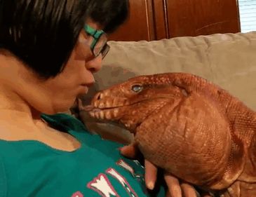 如果厌倦了狗狗和猫咪的照片，可以来看看这只巨蜥（15张）