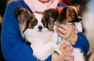 揭秘：为什么小型宠物犬成为越来越多人的首选？